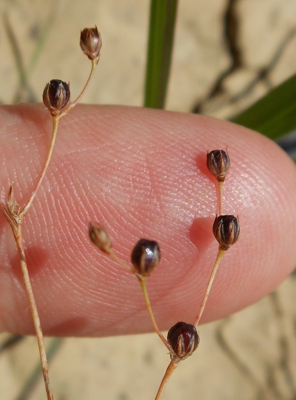 Juncus tenageia Ehrh. / Giunco delle pozze